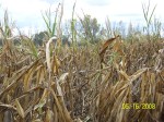 Cornfield before harvest time